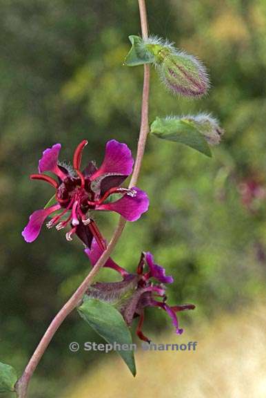 clarkia unguiculata 6 graphic